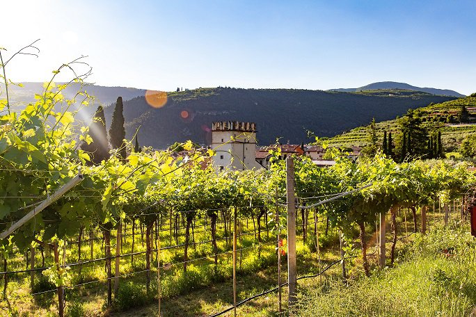 Vinissimus propone visitar seis bodegas sin salir de casa