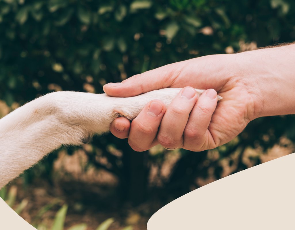 Tiendanimal y Kiwoko se unen para recoger alimentos para protectoras de animales