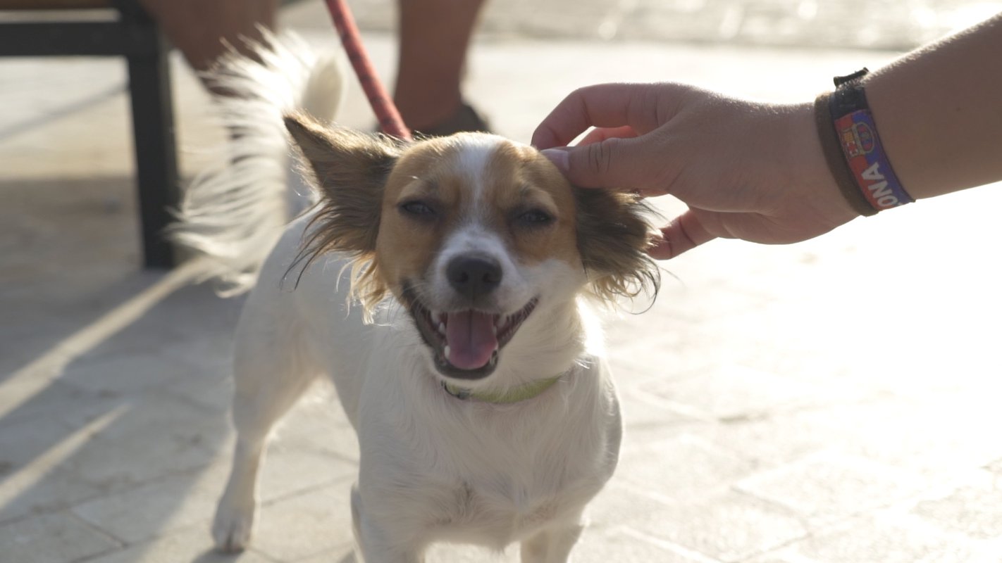 El centro comercial Bahía Sur da la bienvenida a los perros en sus instalaciones