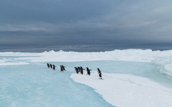 Arenas de Barcelona acoge la exposición inmersiva Antarctica Experience