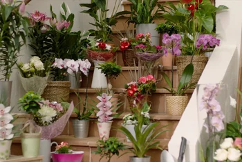 Lidl duplica sus compras nacionales de flores, plantas y sustratos