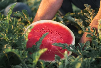 Lidl compró más de 300.000 toneladas de fruta de verano en 2020