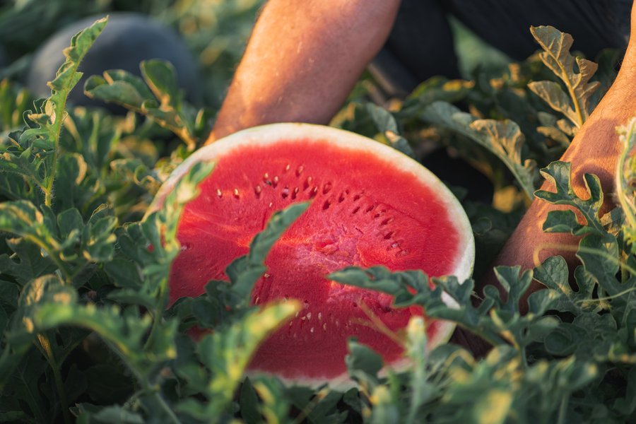 Lidl compró más de 300.000 toneladas de fruta de verano en 2020