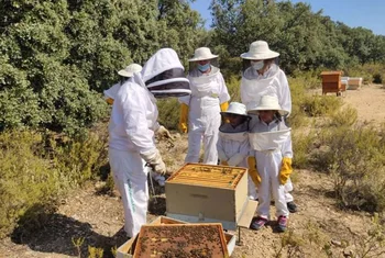 La Marina se une a la protección de las abejas e instala colmenas en su tejado