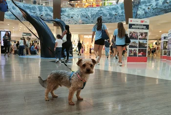 El centro comercial Meridiano se convierte en espacio Pet Friendly