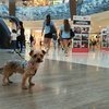 El centro comercial Meridiano se convierte en espacio Pet Friendly