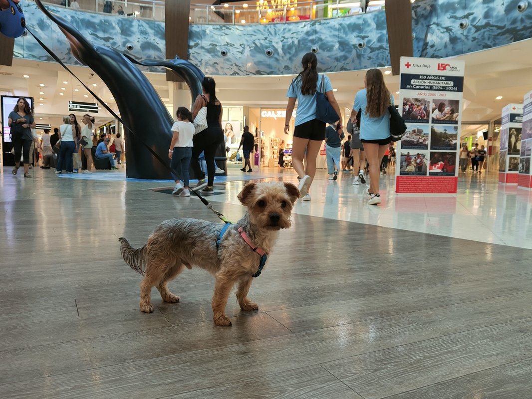 El centro comercial Meridiano se convierte en espacio Pet Friendly