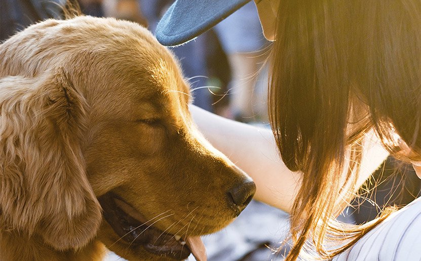 Porto Pi celebra Adoption Day, para fomentar la adopción de animales