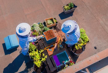 Zenia Boulevard instala una colmena de abejas para impulsar la biodiversidad