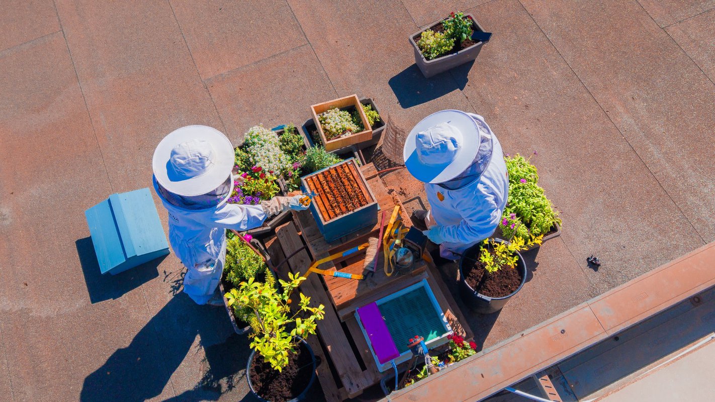 Zenia Boulevard instala una colmena de abejas para impulsar la biodiversidad