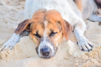 Finestrelles organiza la primera pasarela de perros abandonados en adopción