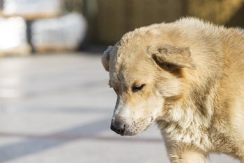Castellana Properties lucha contra el abandono animal en sus centros