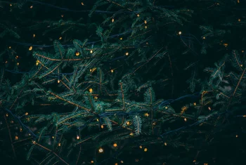 Parc Central lanza una campaña sostenible de reciclaje de árboles de Navidad
