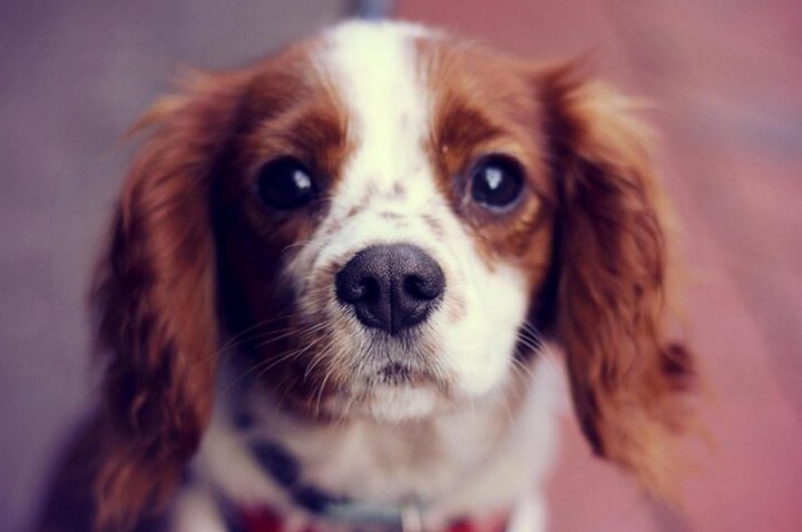 Travesía se convierte en un pet friendly